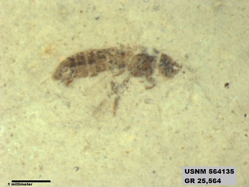 Insecta