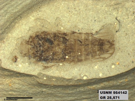 Genus sp