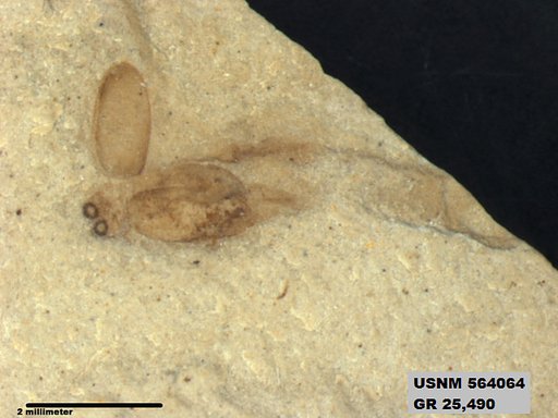 Insecta