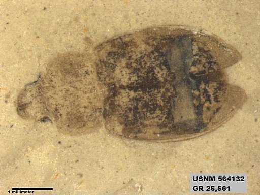 Insecta