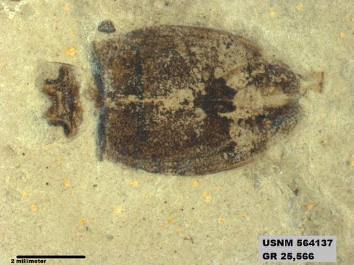 Insecta