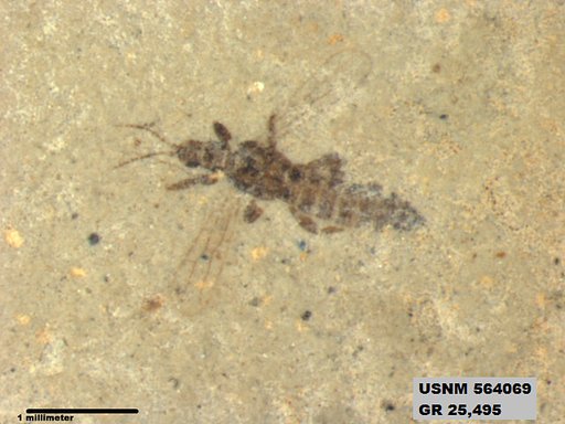Insecta