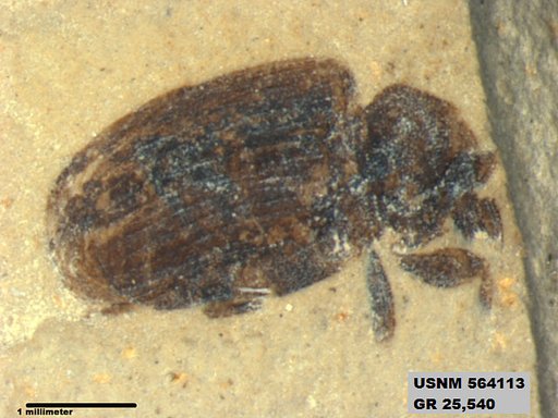 Genus sp