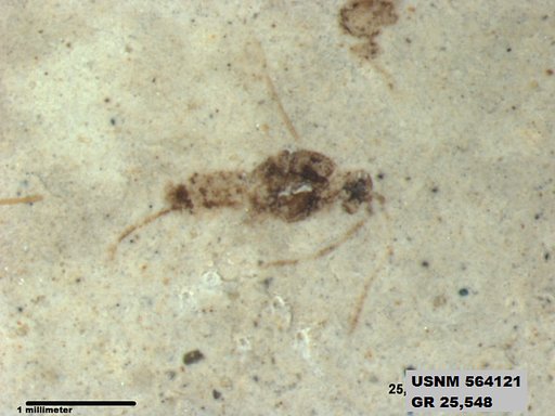 Genus sp