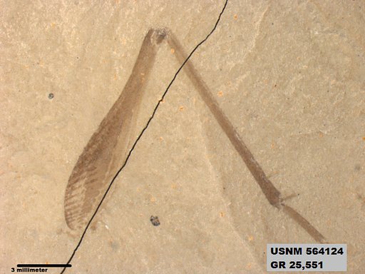 Genus sp