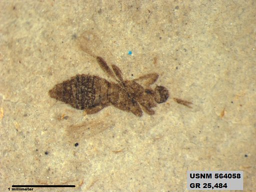 Insecta