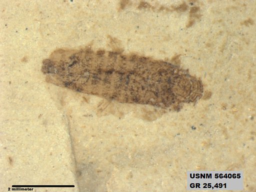 Genus sp