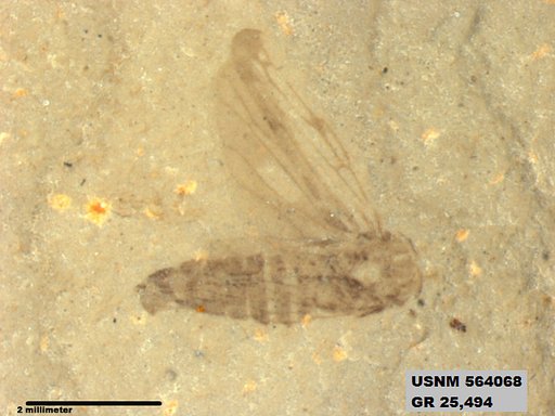 Genus sp