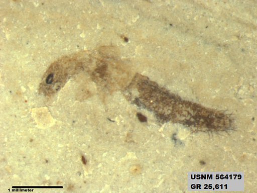 Insecta