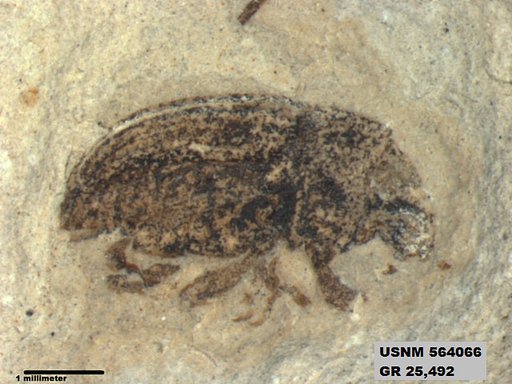 Insecta