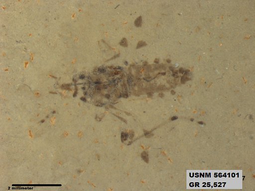 Genus sp
