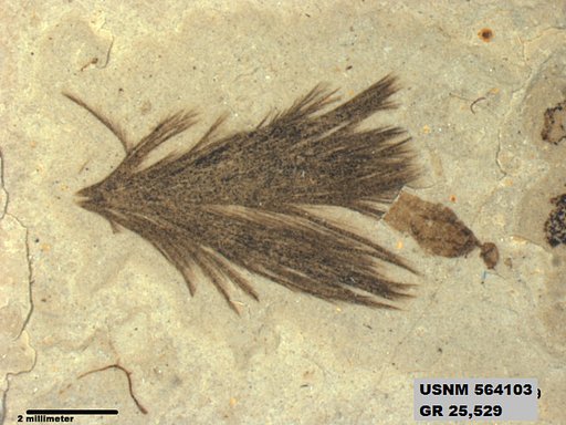 Genus sp