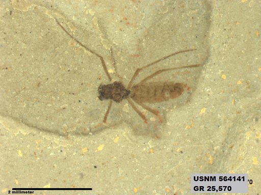 Insecta