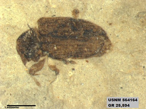 Insecta