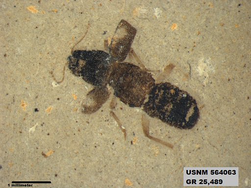 Genus sp