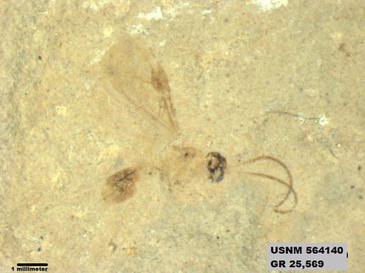 Genus sp