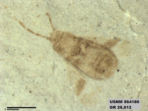 Genus sp