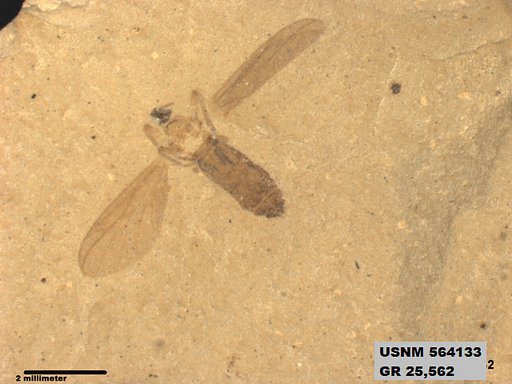 Genus sp