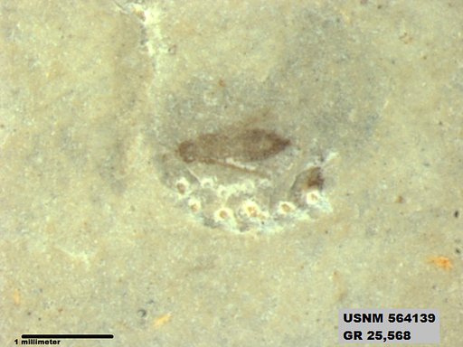 Genus sp