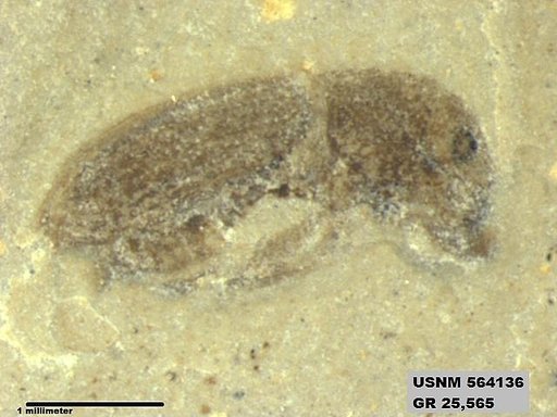 Insecta