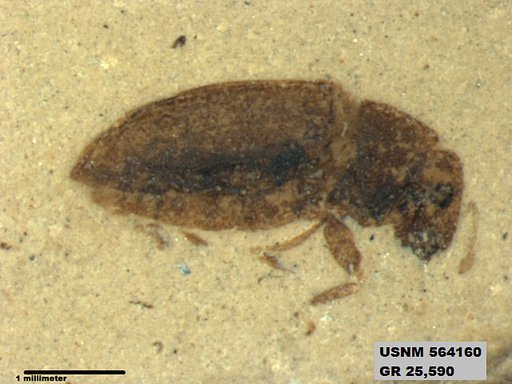 Insecta