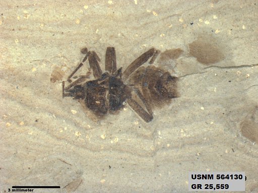 Genus sp