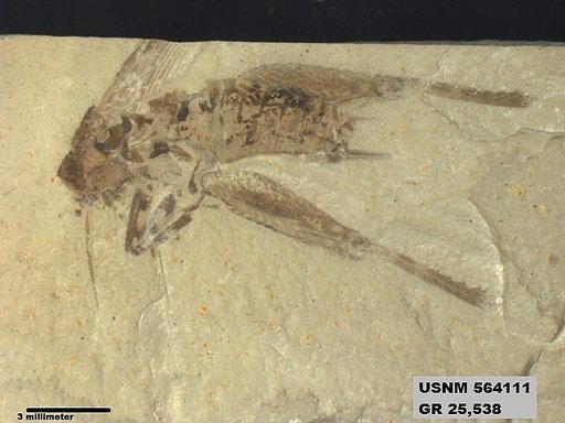 Pronemobius tertiarius