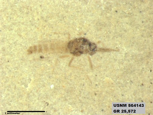 Genus sp