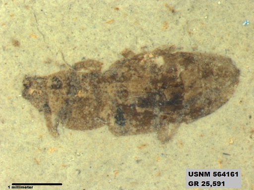Insecta