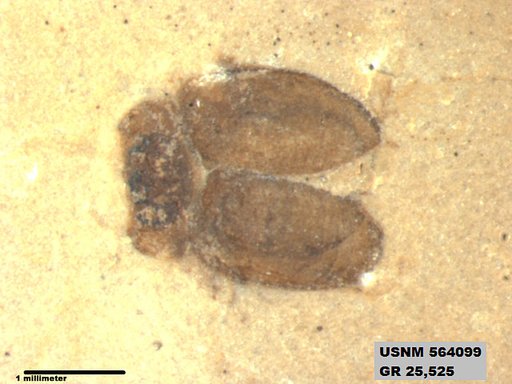 Insecta
