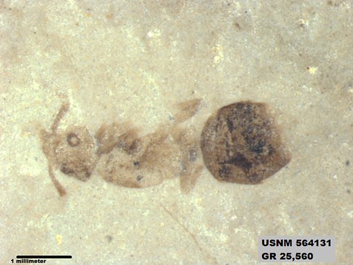 Insecta