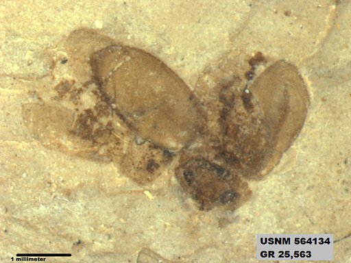Insecta