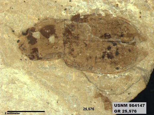 Insecta