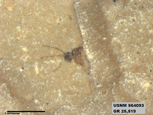 Insecta