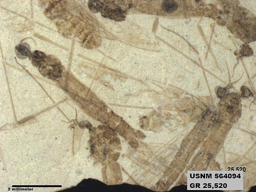 Genus sp