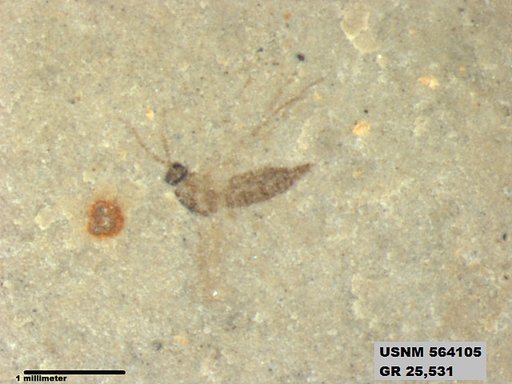Genus sp