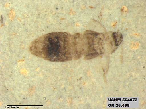Genus sp