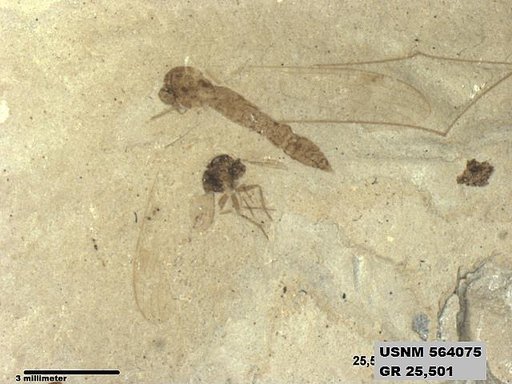 Genus sp