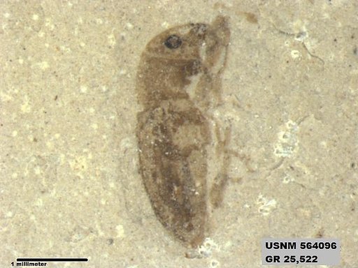 Insecta