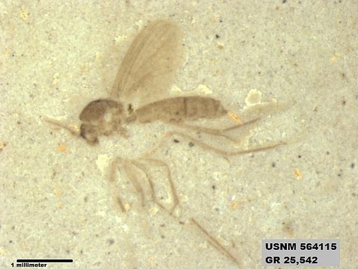 Genus sp