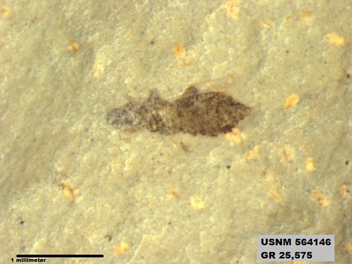 Insecta