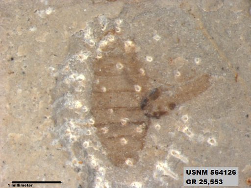 Genus sp