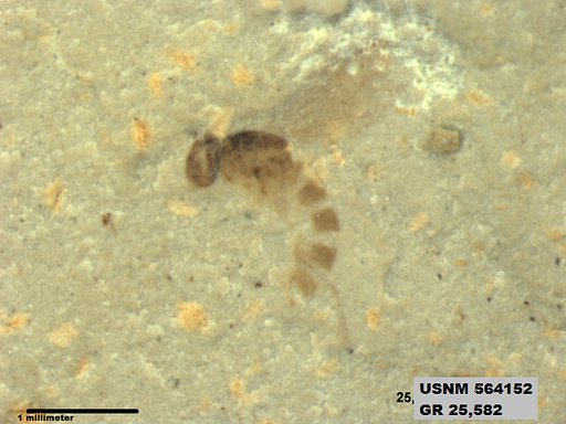 Insecta