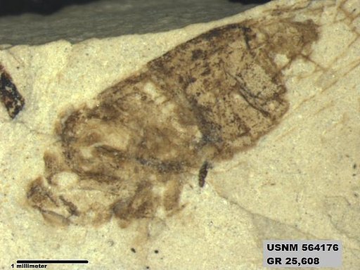 Genus sp