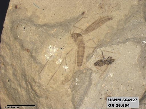 Genus sp