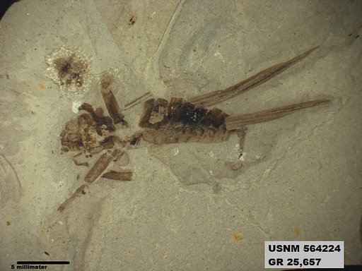 Genus sp