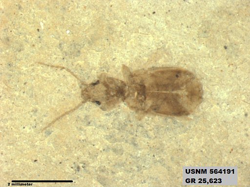 Insecta