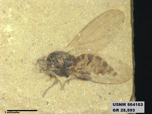 Genus sp