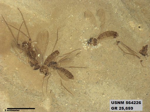 Genus sp
