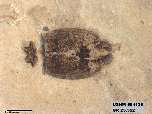 Insecta